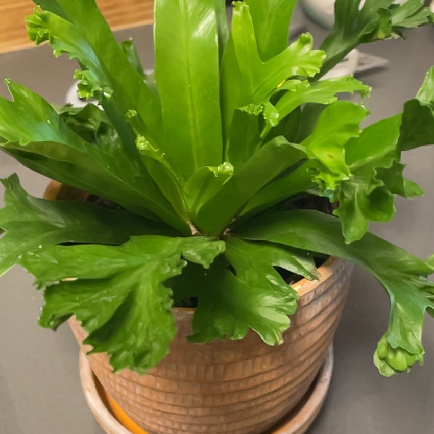 Photo of the plant species Leslie Bird's Nest Fern by @Jg2m589 named Leslie on Greg, the plant care app