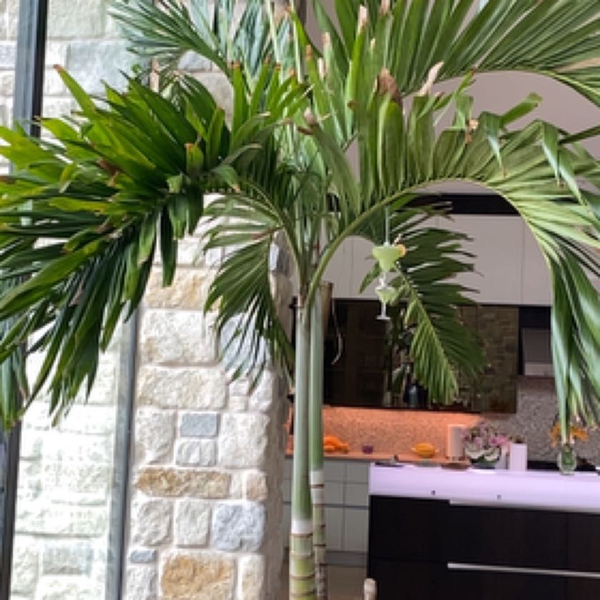 Christmas Palm vs Foxtail Palm What's The Difference?