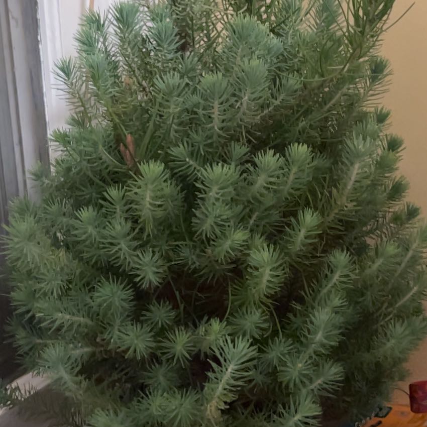 Healthy Blue Spruce plant with dense, needle-like leaves.