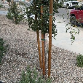 Photo of the plant species Indian Jujube by @DurableWoodruff named Winston on Greg, the plant care app