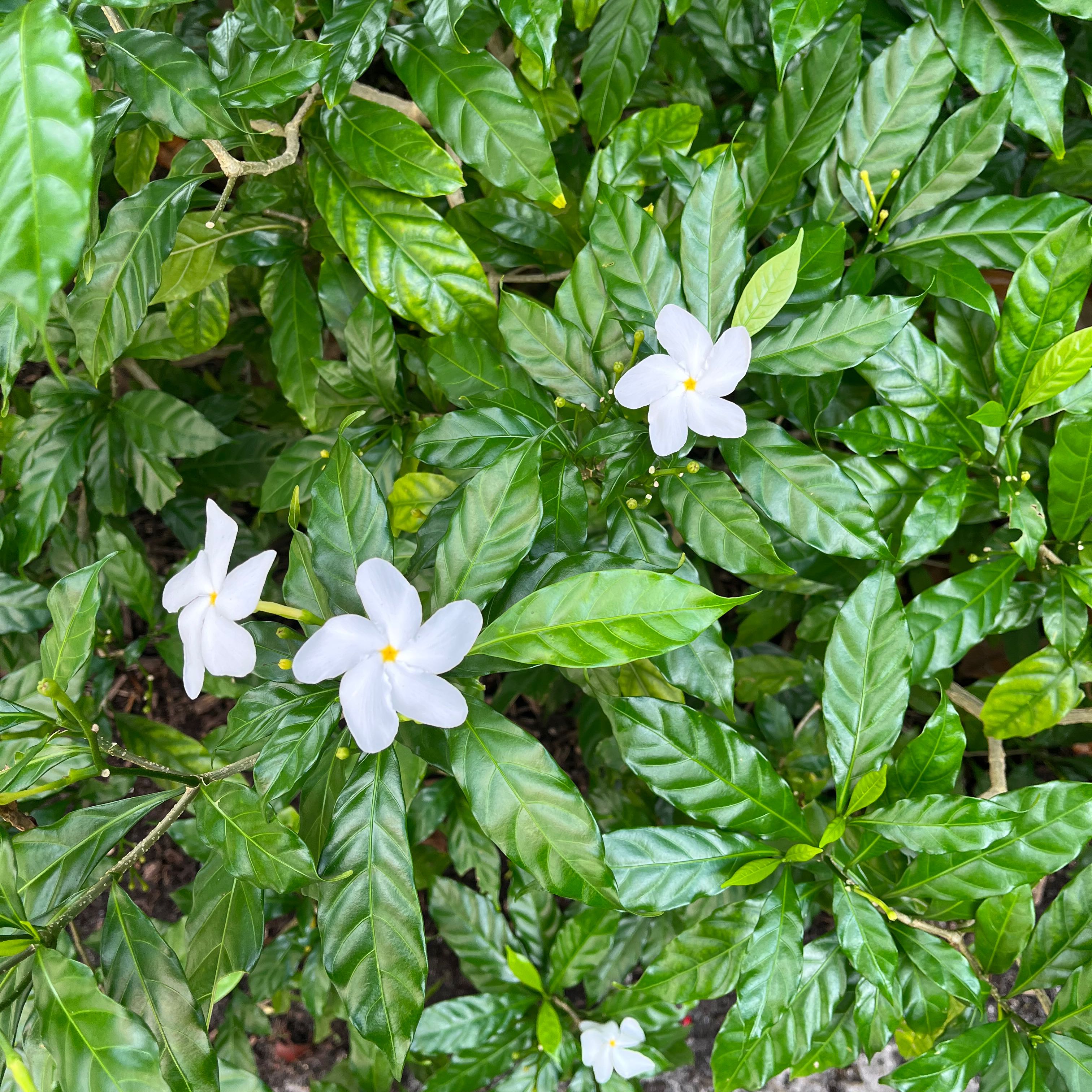 Crepe Jasmine plant with glossy green leaves and white flowers.