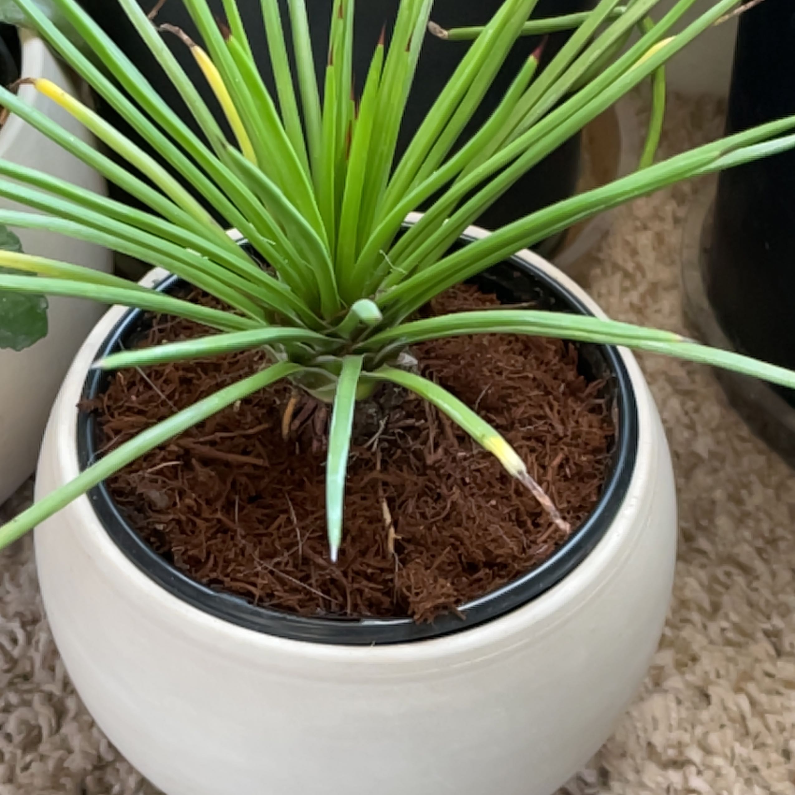Potted Twin-Flowered Agave plant with healthy green leaves and visible soil.