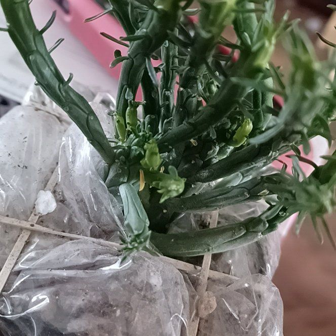 Photo of the plant species medusa euphorbia by @FunnyWormseed named Mochi on Greg, the plant care app