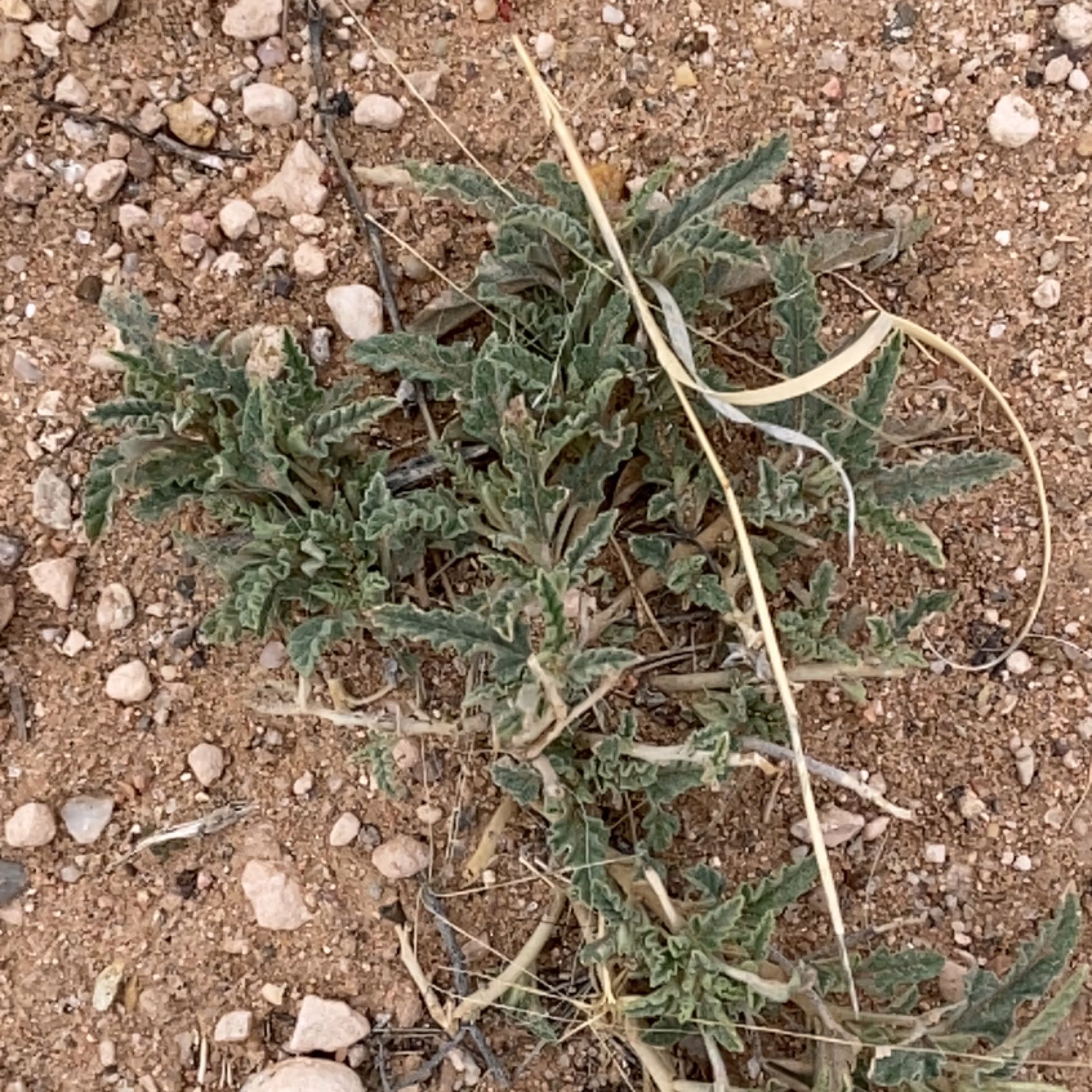 Photo of the plant species Wooly Locoweed by @NotableChamisa named Maya on Greg, the plant care app