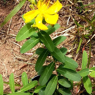 St. John's Wort plant in Kalpetta, Kerala