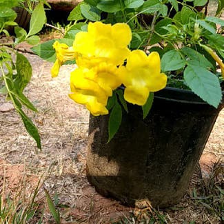 Yellow Bells plant in Kalpetta, Kerala