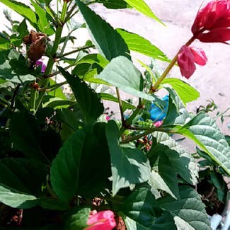 Scarlet Sage plant in Kalpetta, Kerala