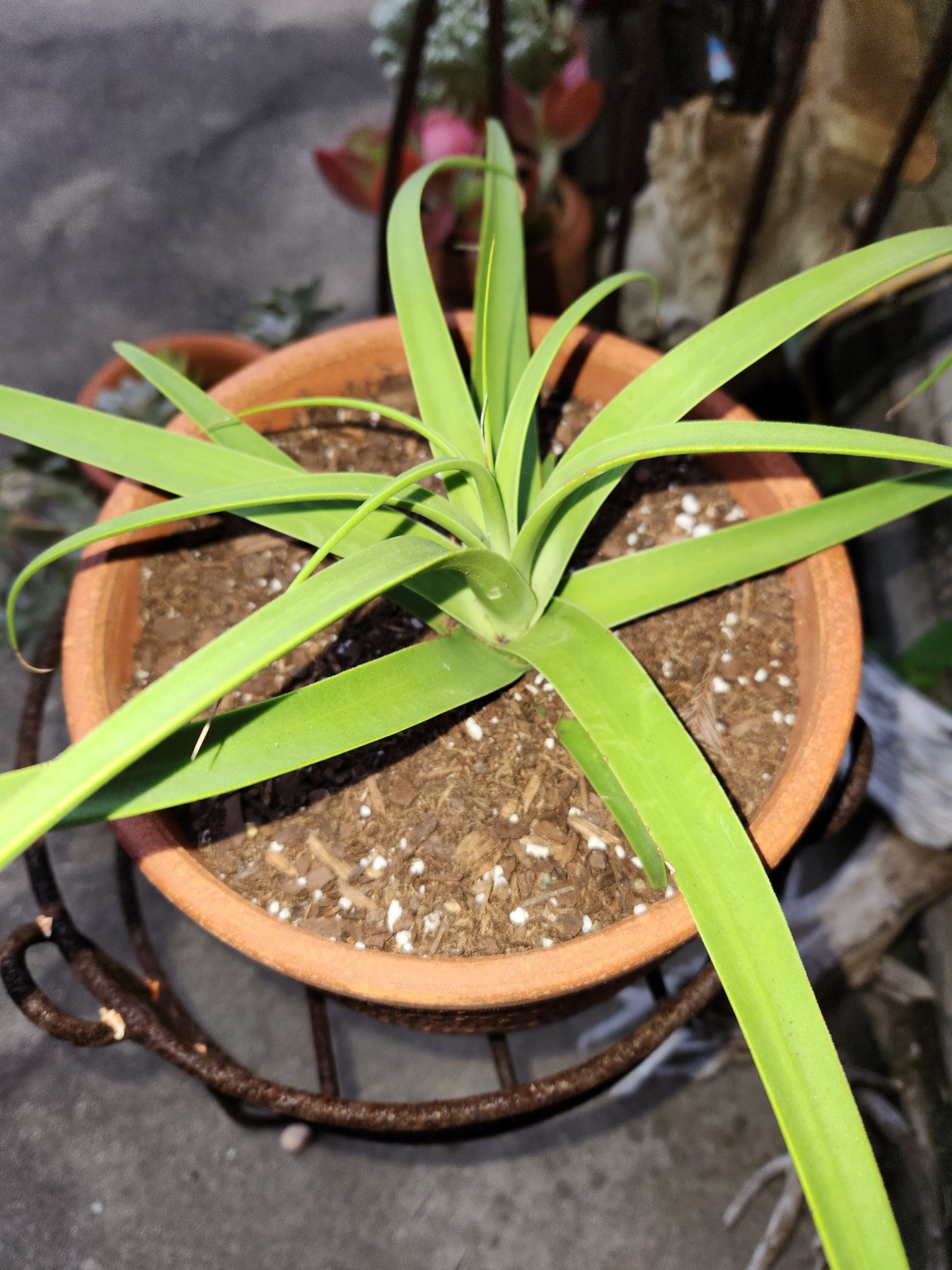 Photo of the plant species Spider Agave by @STexgardener38 named Winston on Greg, the plant care app