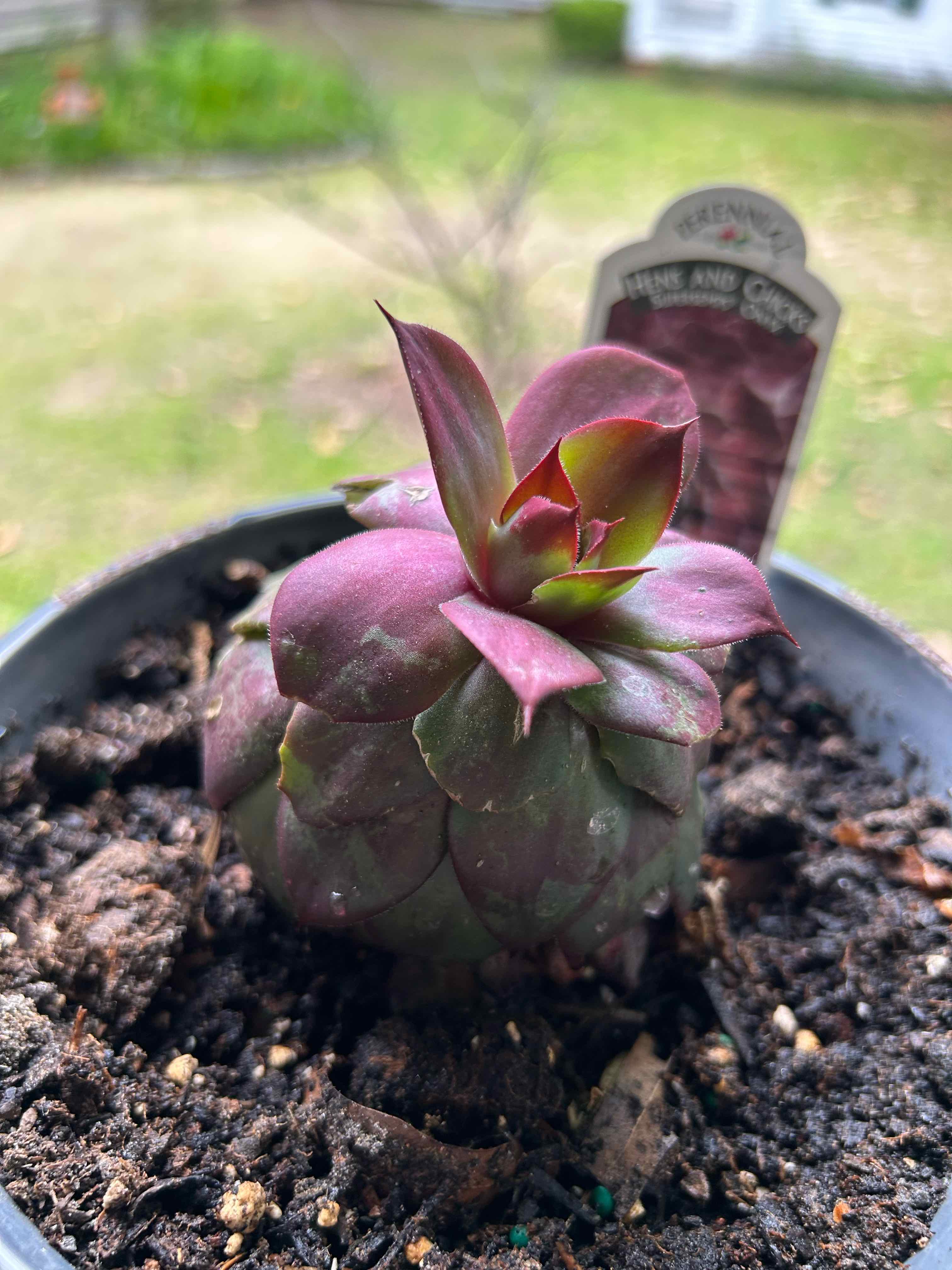 Photo of the plant species Echeveria chinensis by @UpliftingSedge named Athena on Greg, the plant care app