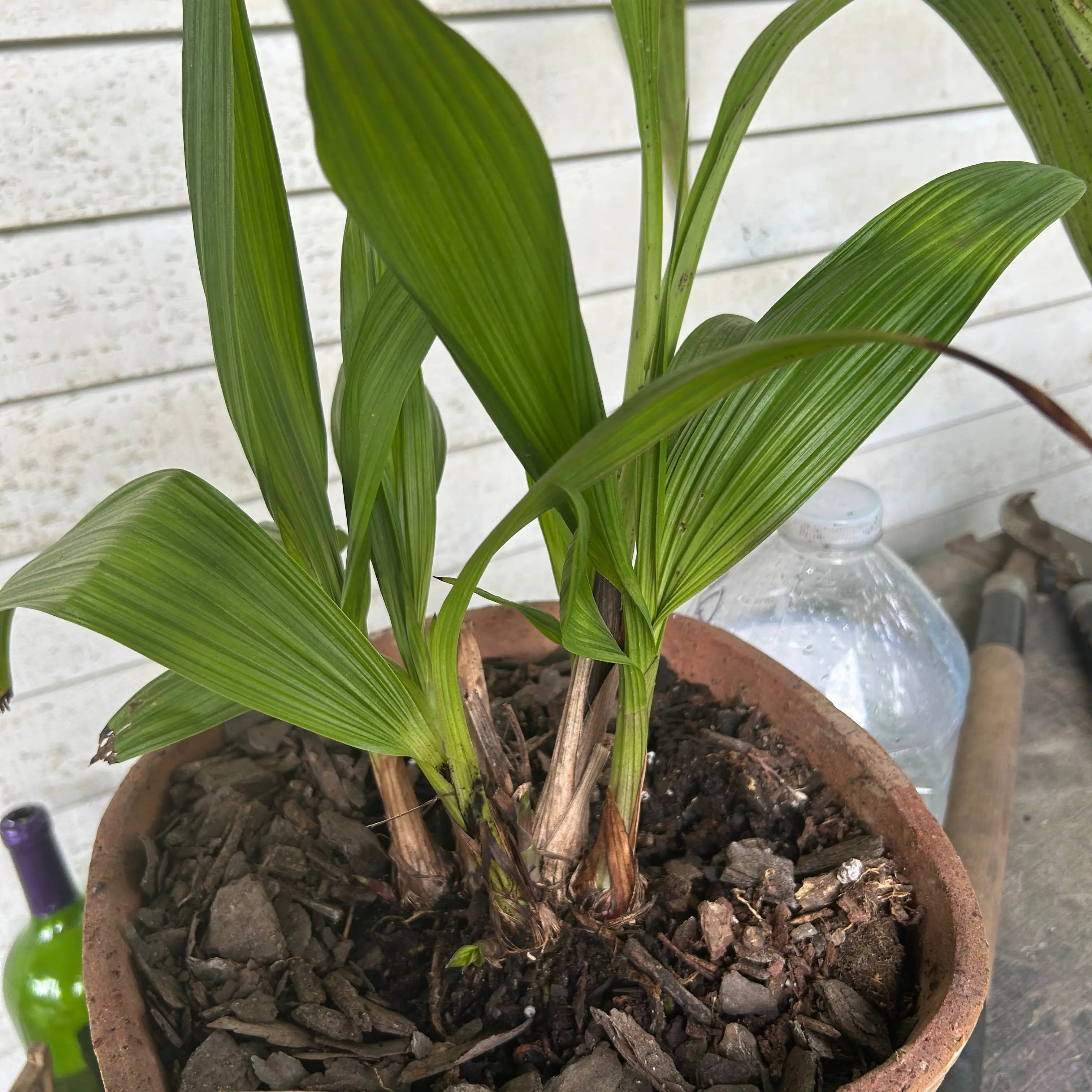 Photo of the plant species Yellow Ground Orchid by @UpliftingSedge named Zeus on Greg, the plant care app