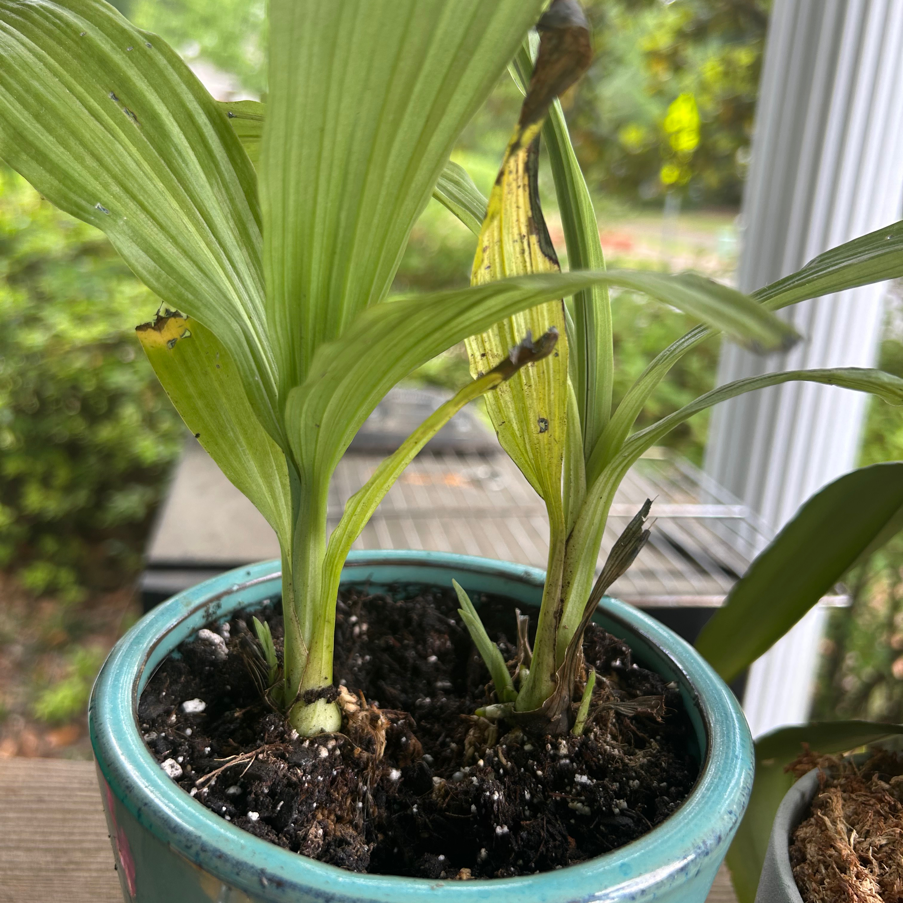 Photo of the plant species Nun's-Hood Orchid by @UpliftingSedge named Surya on Greg, the plant care app