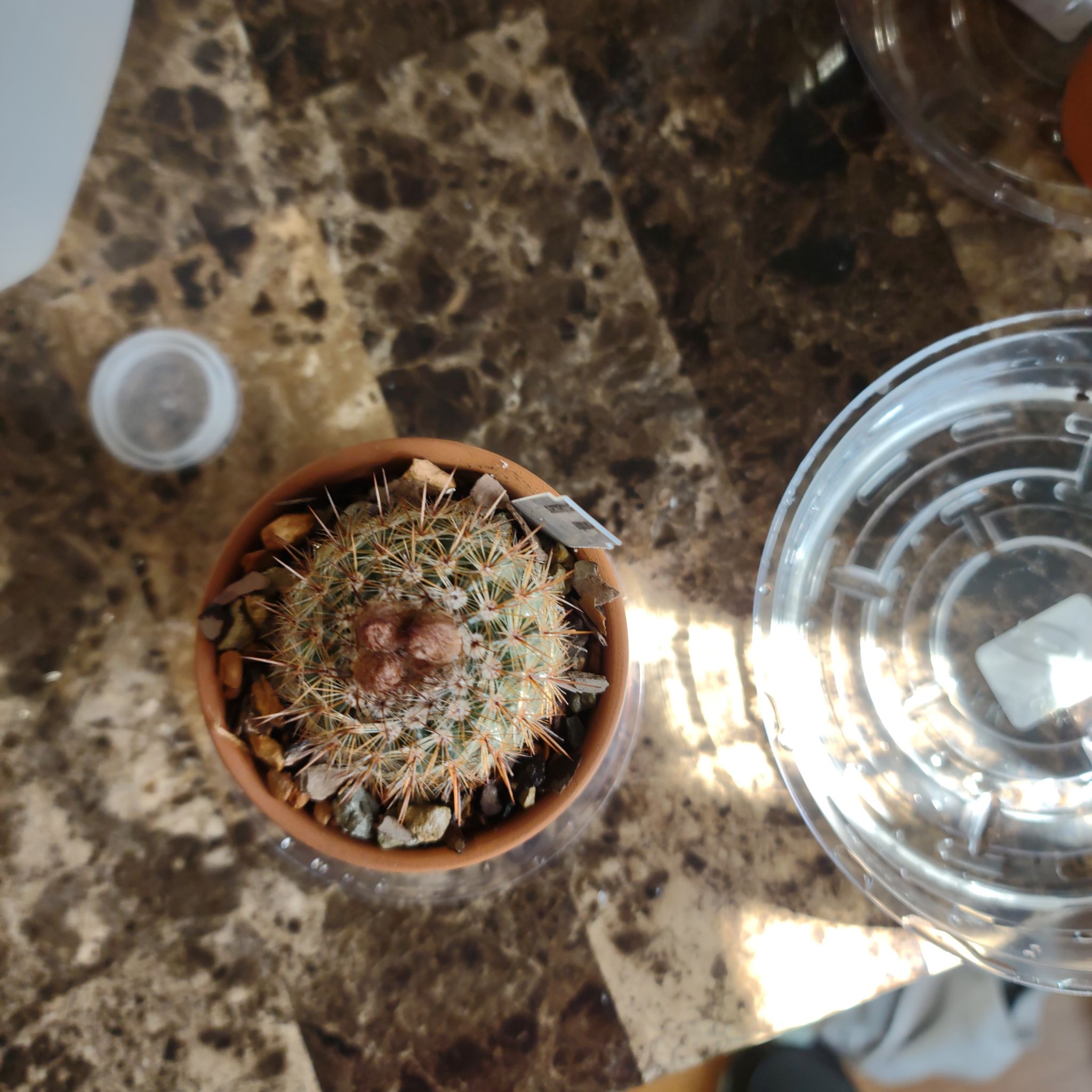 A healthy Parodia x erubescens cactus in a terracotta pot on a marble surface.
