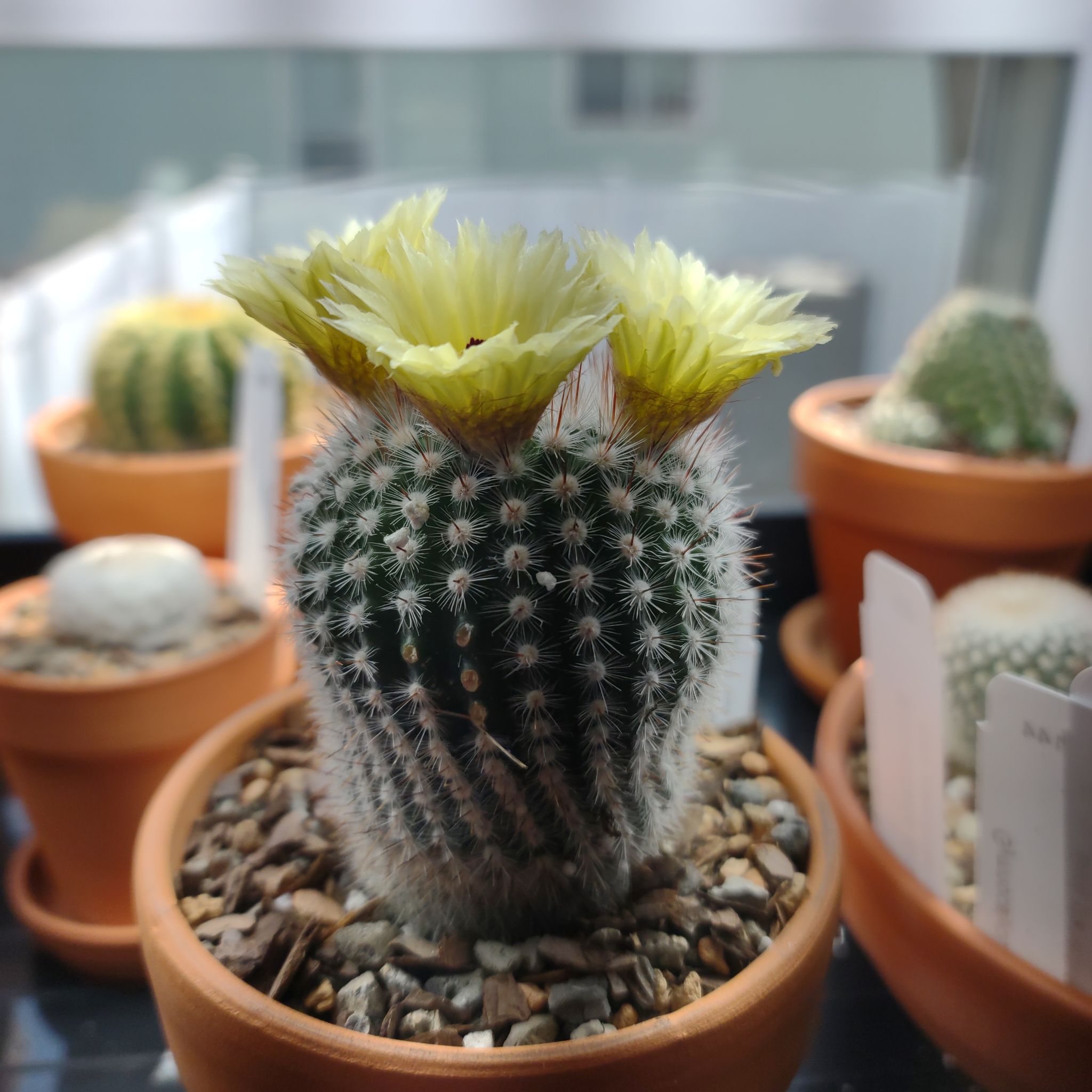 Silver Ball Cactus in a pot with yellow flowers, surrounded by other potted cacti.