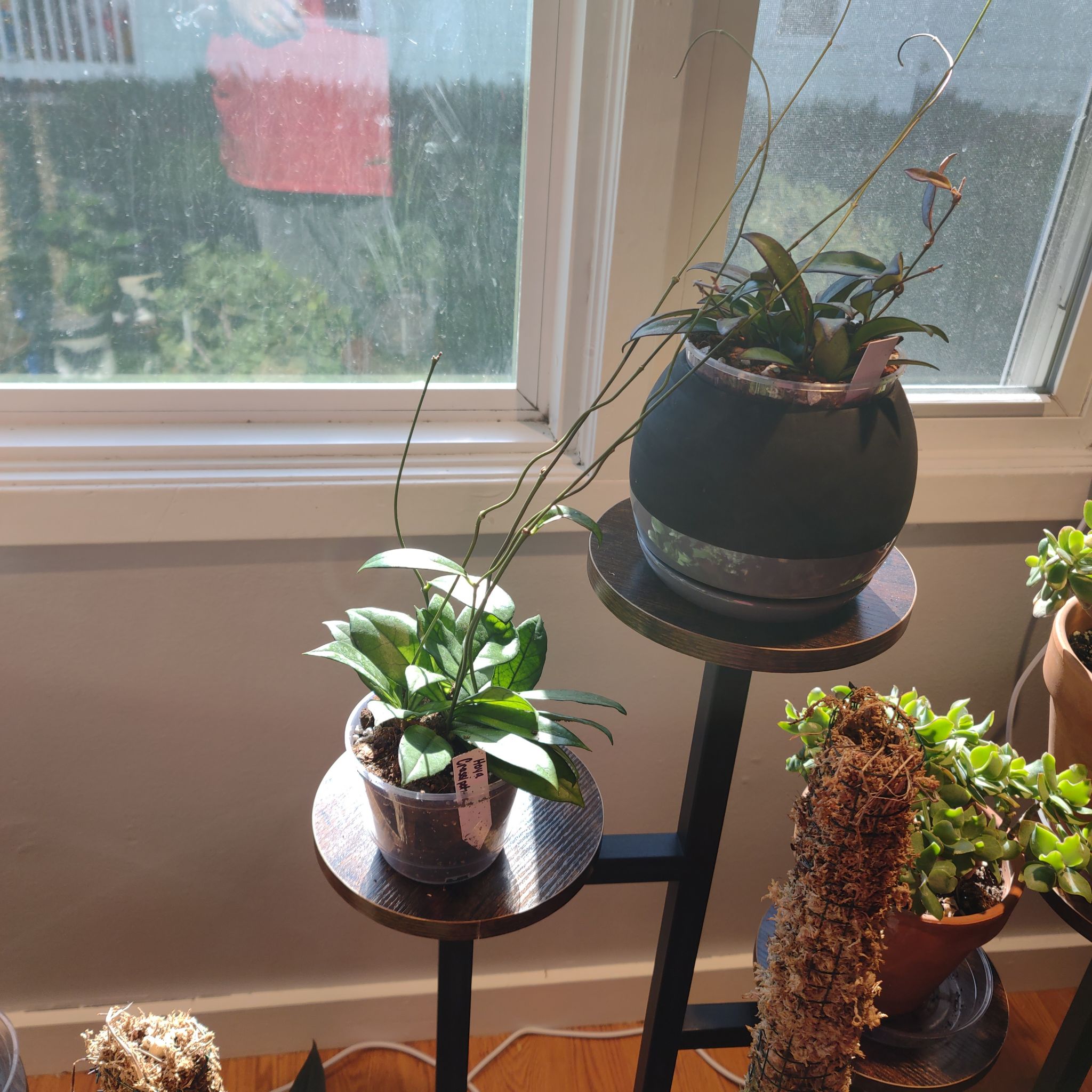 Two potted plants on stands near a window, identified as Hoya crassipetiolata.