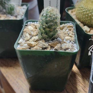 Lady Finger Cactus plant in Kearney, Nebraska
