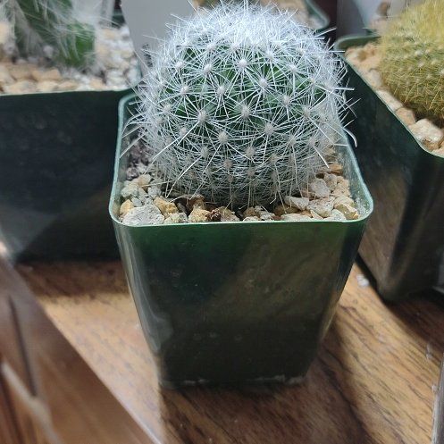 Photo of the plant species Thelocactus macdowellii by @MeekMonstera named Rihanna on Greg, the plant care app