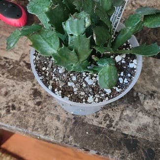 False Christmas Cactus plant in Kearney, Nebraska