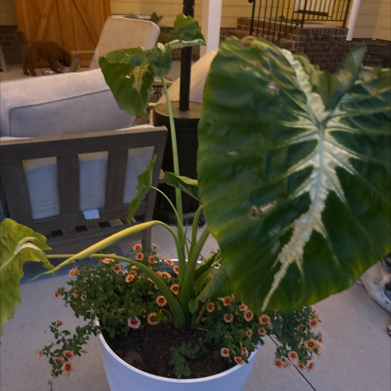 Photo of the plant species Royal Hawaiian White Lava Colocasia by @PerkyBearsear named Harry on Greg, the plant care app