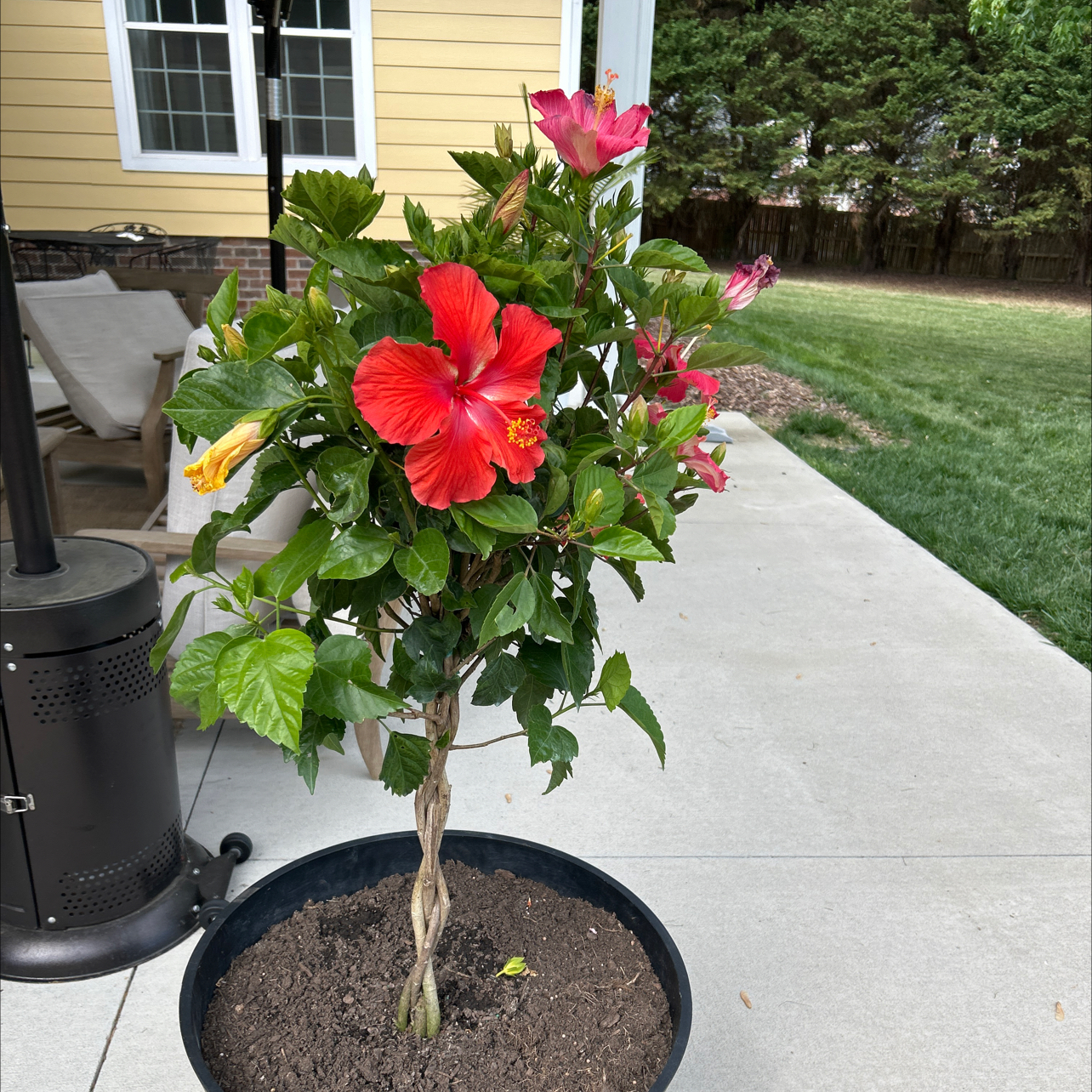 Photo of the plant species Variegated Red Hot Hibiscus by @PerkyBearsear named Bruce Lee on Greg, the plant care app