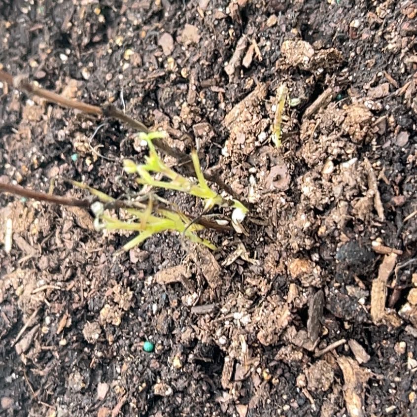 Photo of the plant species Raspberry Shortcake by @PerkyBearsear named Willow on Greg, the plant care app