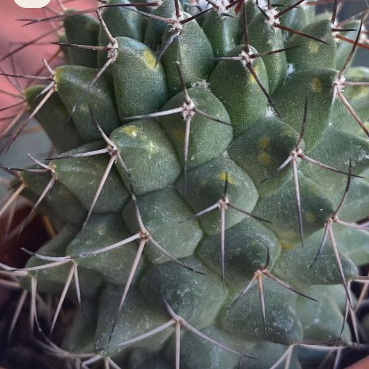 Close-up of a Mammillaria Polythele cactus with yellowing spots and prominent spines.