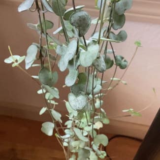 String of Hearts plant in Glide, Oregon