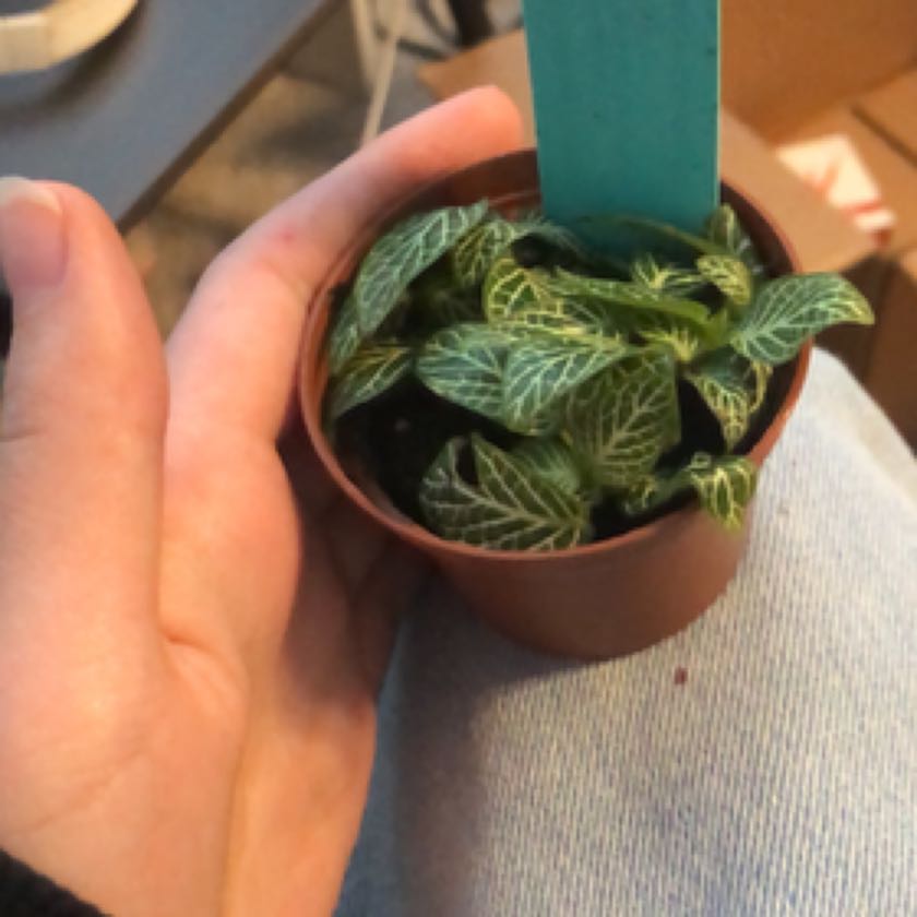 Photo of the plant species Fittonia Mini by @LaidbackSuncup named Delilah on Greg, the plant care app