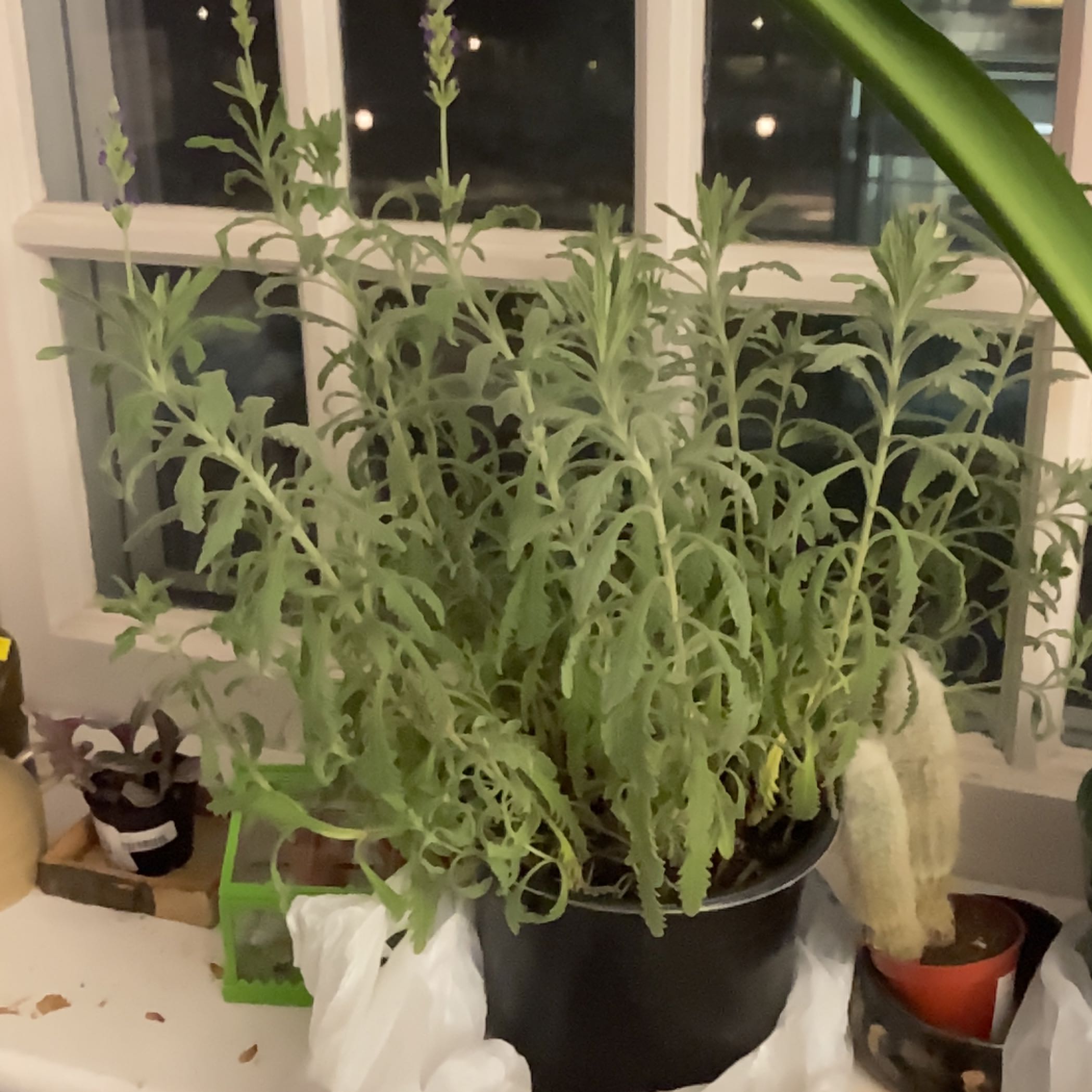 Photo of the plant species Tradescantia 'Lavendar' by @NurseMossfern named Tree Diddy on Greg, the plant care app