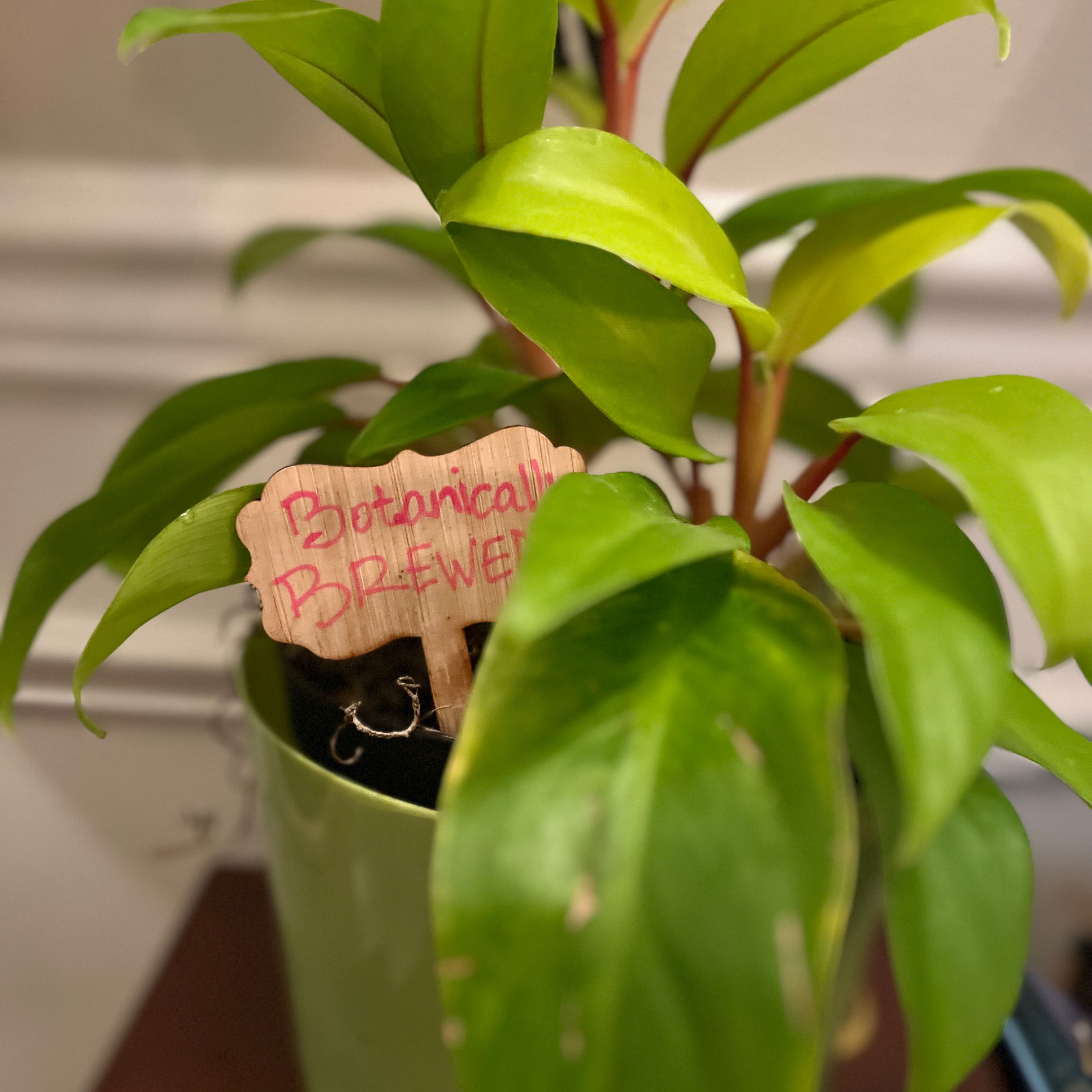 Philodendron 'Malay Gold' plant in a green pot with a small sign.