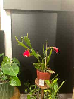 Red Orchid Cactus plant