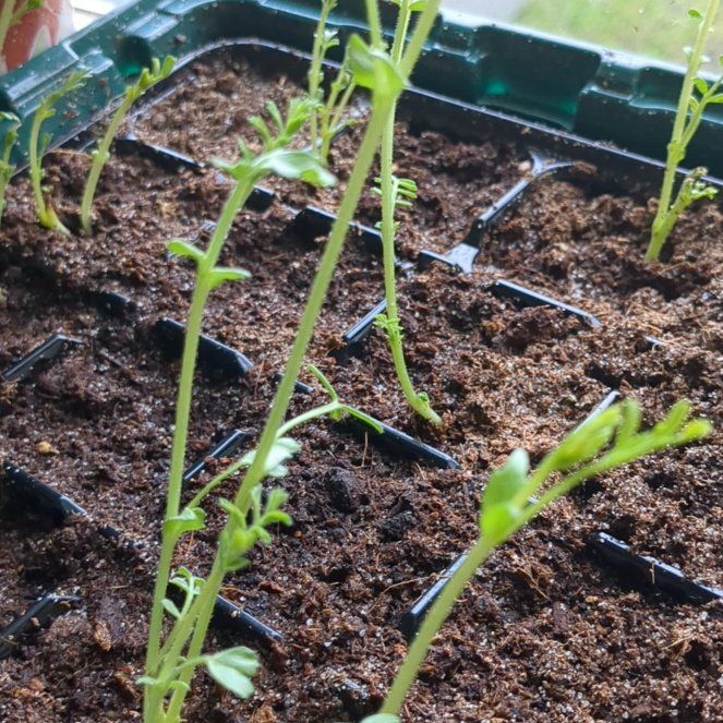 Photo of the plant species chickpea by @ForeverGuepinia named Tupot amaroot on Greg, the plant care app