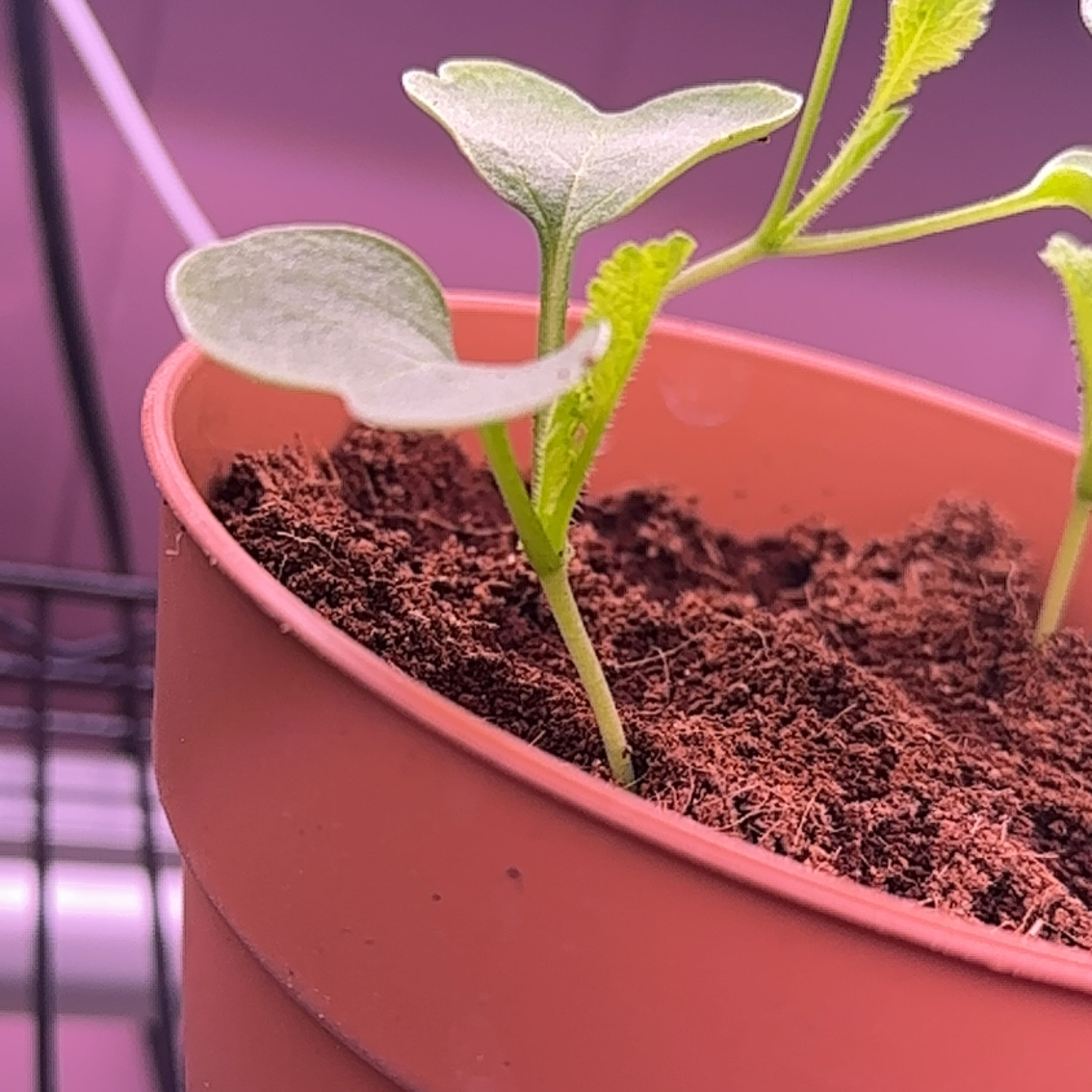 Young radish plant in a pot with visible soil, healthy and well-framed.
