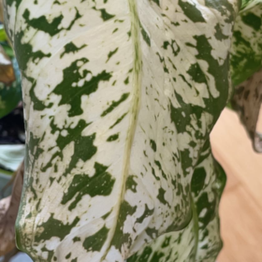 Photo of the plant species Dieffenbachia Snow by @RichHorsemint named Peter Parker on Greg, the plant care app