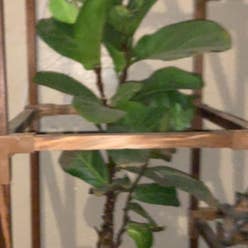 Fiddle Leaf Fig plant