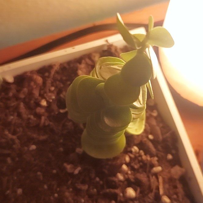 Plant care for Assorted Portulacaria on Greg, the plant care app