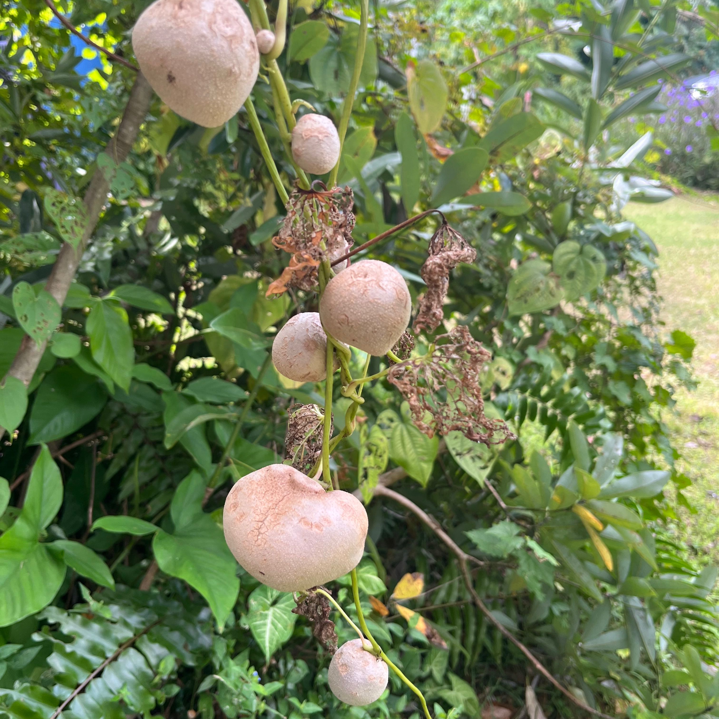 Air Potato plant with bulbous growths and some browning leaves.