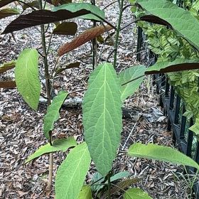 Photo of the plant species Swamp Milkweed by @GodsendRainbow named Sage on Greg, the plant care app