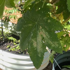 Photo of the plant species Castor Bean by @GodsendRainbow named Gregarious on Greg, the plant care app