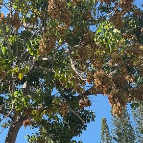 Photo of the plant species California Buckeye by @GodsendRainbow named Denali on Greg, the plant care app