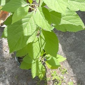 Photo of the plant species Beautyberry by @GodsendRainbow named Oscar on Greg, the plant care app