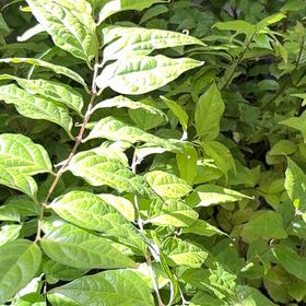 Photo of the plant species Common Buttonbush by @GodsendRainbow named McKinley on Greg, the plant care app