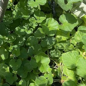 Photo of the plant species Melon by @GodsendRainbow named Figyonce on Greg, the plant care app