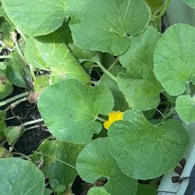 Photo of the plant species Melon by @GodsendRainbow named Kardashian on Greg, the plant care app