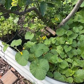 Photo of the plant species Melon by @GodsendRainbow named ChloroPhil on Greg, the plant care app