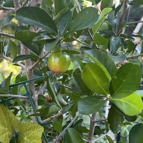 Photo of the plant species Surinam Cherry by @GodsendRainbow named Kobe on Greg, the plant care app