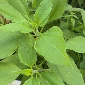 Photo of the plant species Jerusalem Artichoke by @GodsendRainbow named Cleopatra on Greg, the plant care app