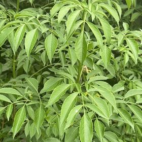 Photo of the plant species American Black Elderberry by @GodsendRainbow named Dax on Greg, the plant care app