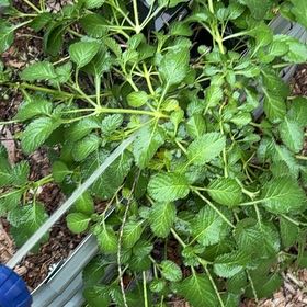 Photo of the plant species Blue Porterweed by @GodsendRainbow named Tolkien on Greg, the plant care app