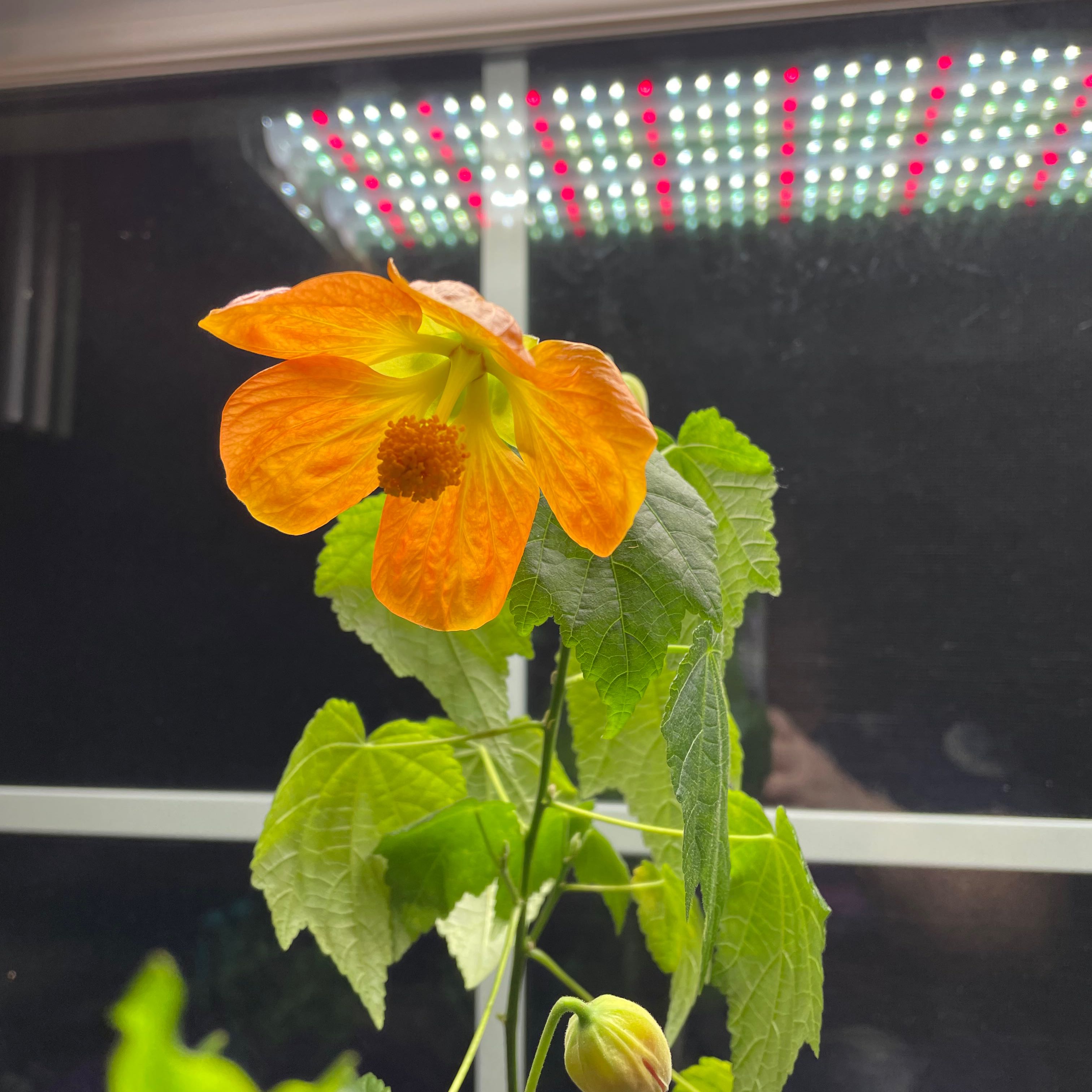 Abutilon Pictum plant with vibrant orange flowers and green leaves under a grow light.