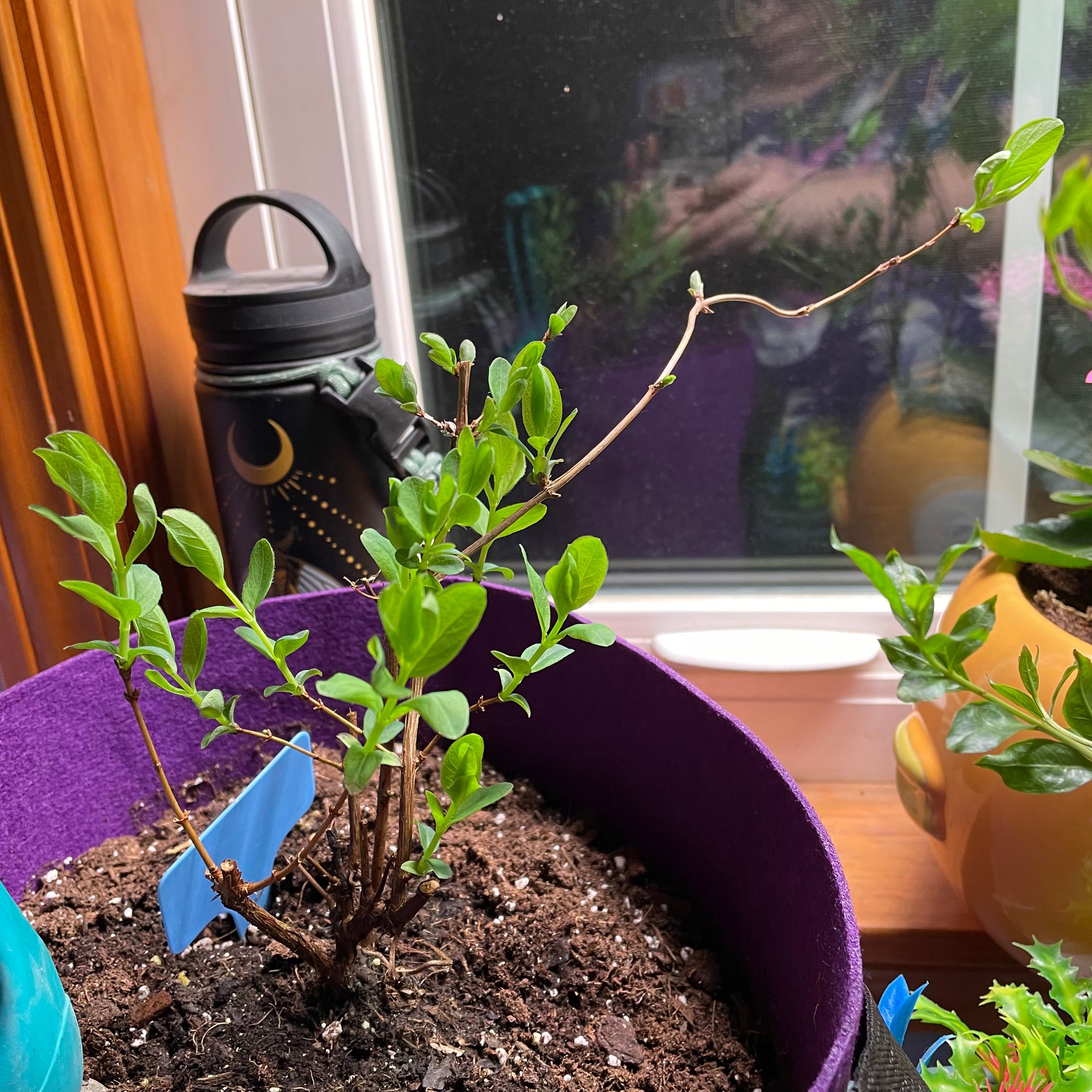 Photo of the plant species Japanese Haskap 'Yezberry Solo' by @PixelAlien named Willow on Greg, the plant care app